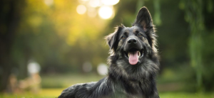 , Trato digno y respetuoso: Día Internacional de los Derechos de los Animales